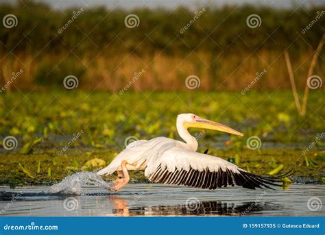 Pelican Close Up Flying Over Water In Danube Delta Romanian Wild Life