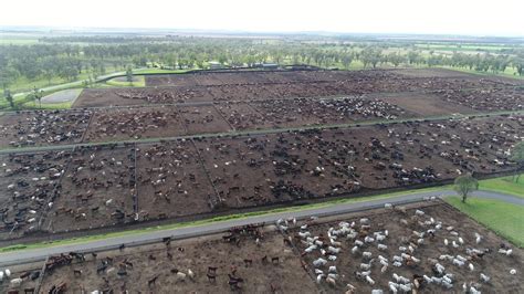 Feedlots Factory Farms For Cattle In Australia Animals Australia