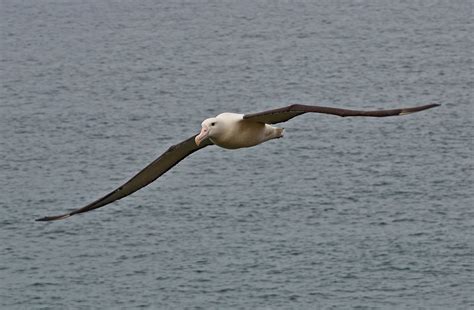 Diomedea Epomophora Southern Royal Albatross In New Zealan