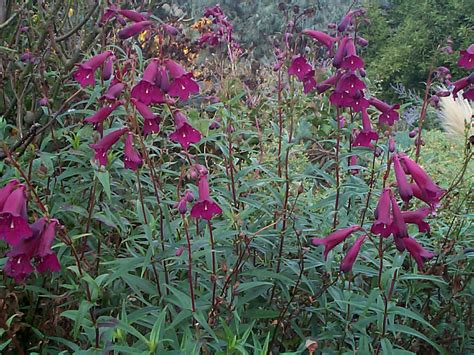 Penstemon ‘blackbird Plant Database