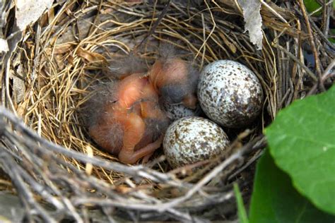 Cardinal Eggs: All You Need to Know (With Pictures)