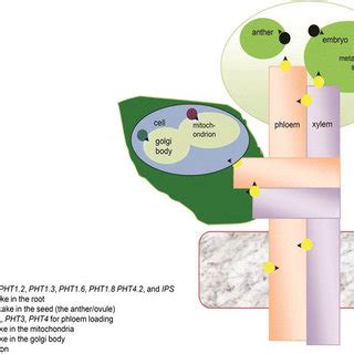 Pdf Regulation Of Phosphorus Uptake And Utilization Molecular