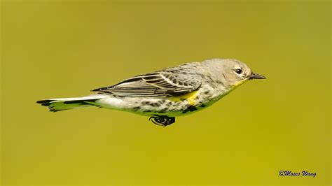 Flying Yellow Dumped Warbler Backcountry Gallery Photography Forums