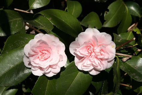 Camellia Japonica Ave Maria C12 Eisenhut Vivaio Baumschule