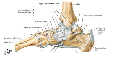 Arthro Medial Ankle Joint Diagram Quizlet