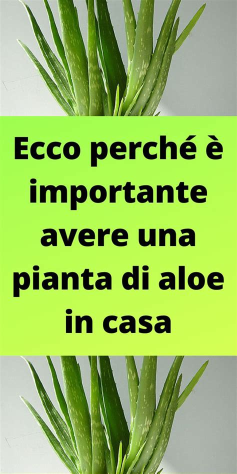 Ecco Perch Importante Avere Una Pianta Di Aloe In Casa Signora Mag