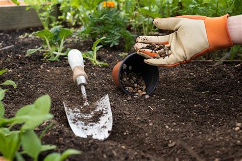 How To Direct Sow Seeds Successfully In Your Garden