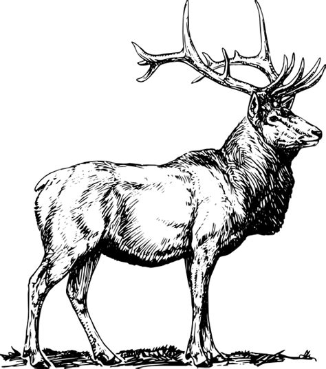 Elk Clip Art Free Vector 4vector