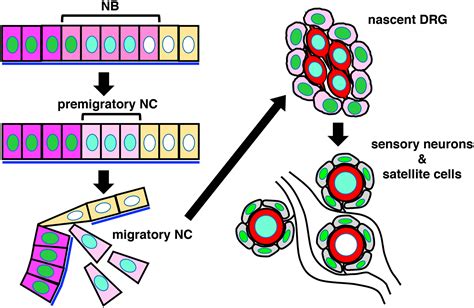 The Many Faces Of Sox Function In Neural Crest Development Wakamatsu