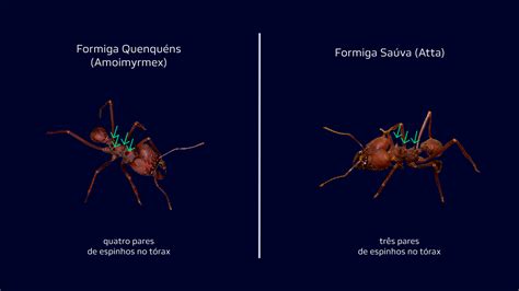 Monitoramento E Controle De Formigas Cortadeiras