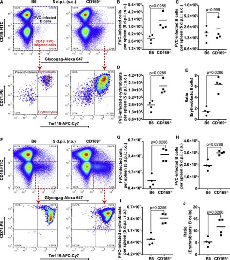 A Protective Role For The Lectin Cd169siglec 1 Against A Pathogenic