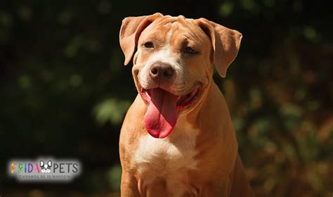 ¿cuáles Son Las Mejores Croquetas Para Pitbull