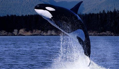 ¿Orcas asesinas?