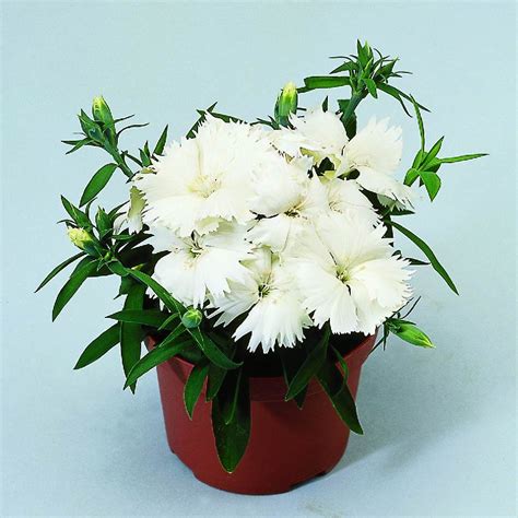 Dianthus Chin Diana White Muller Seeds