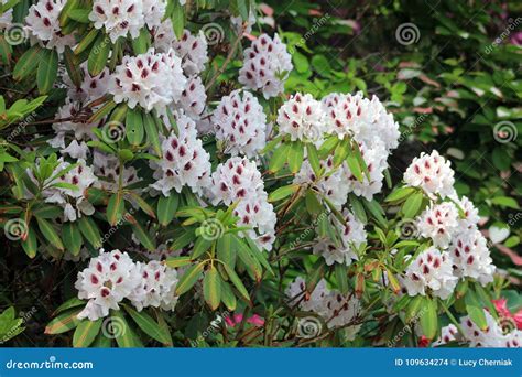 Details 100 Imagen Rododendro Blanco Abzlocal Mx