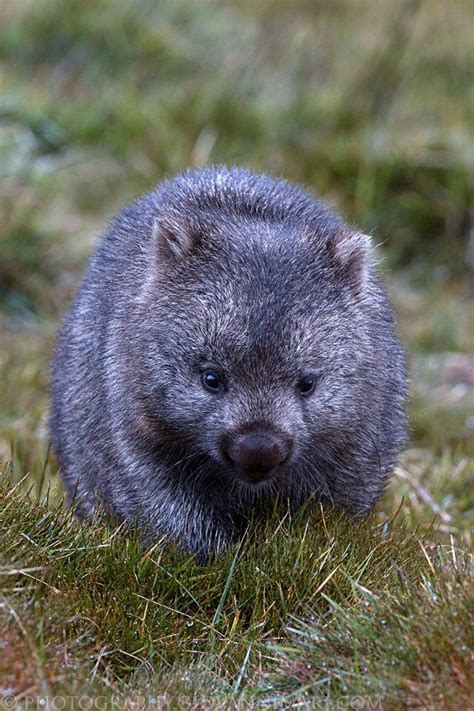 Wombat Cuteness Cute Wombat Wombat Australian Fauna