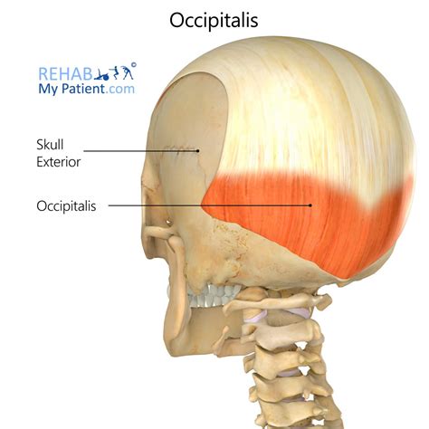 Musculo Occipital