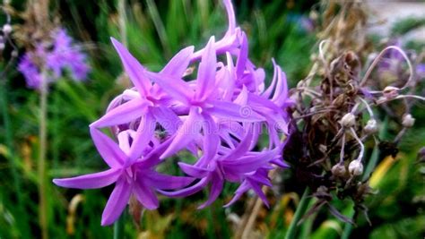 Flores De Israel En Los Rayos Del Sol Naciente Planta De Arbusto