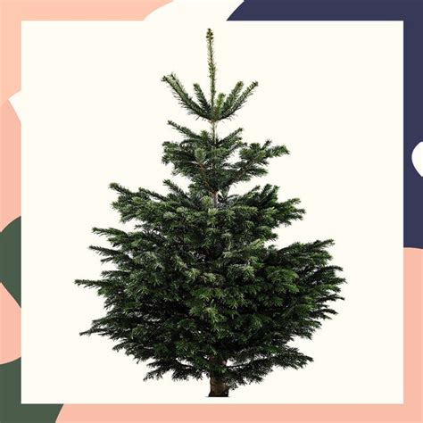 Aldi Is Selling Real British-Grown Christmas Trees — Aldi Offers