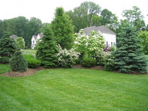 25+ unique Evergreen trees landscaping ideas on Pinterest | Landscaping ...