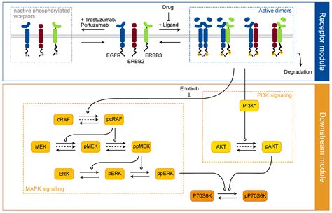 Cancers Free Full Text Disentangling ERBB Signaling In Breast