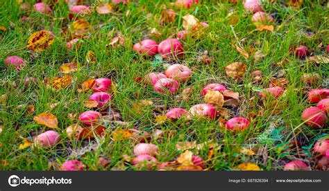 Apples Fall Tree Ground Apple Orchard Many Fallen Rotting Fruits Stock Photo by ©ekina1 687826394