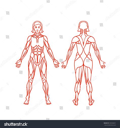 Anatomy Female Muscular System Exercise Muscle Stock Vector Royalty