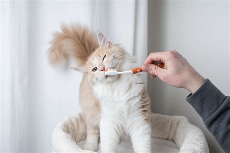 What You Should Know About Kitten Teeth And Dental Care