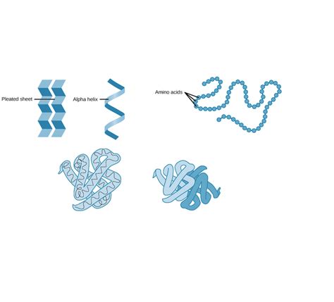 Protein Structures Biology Diagram Quizlet