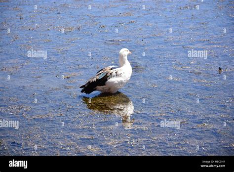 Birds in Atacama desert Chile Stock Photo - Alamy