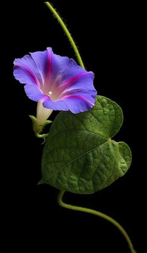 Pin By Mutazz Balbisi On Flowers And Roses Morning Glory Flowers