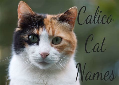 101 Awesome Calico Cat Names & Meanings - Cat Mania