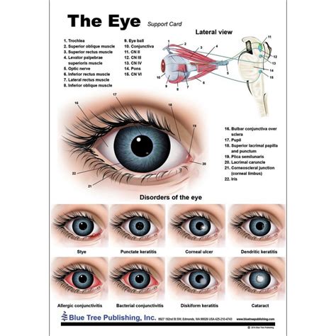 Eye Anatomical Chart