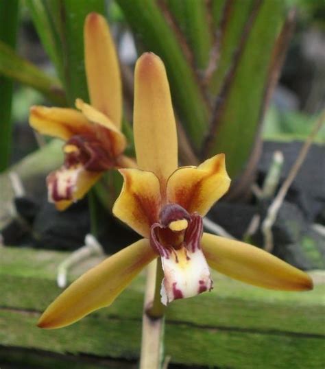 Cymbidium Finlaysonianum Orchids Rare Orchids Air Plants