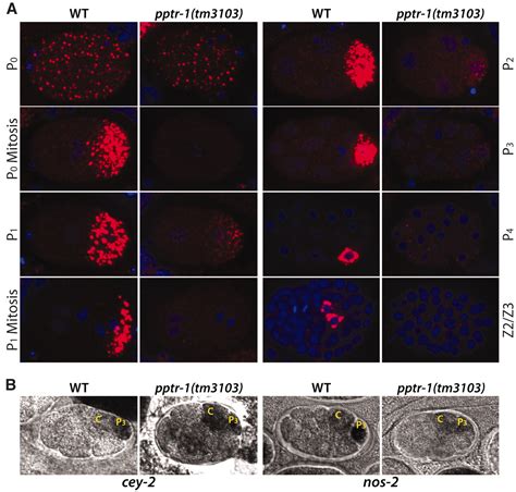 Cytoplasmic Partitioning Of P Granule Components Is Not Required To