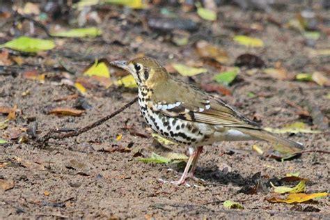 Spotted Ground Thrush 2 BirdLife EThekwini KZN