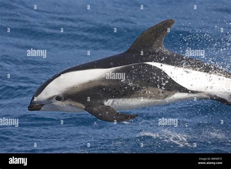 Animal Animals Mammal Mammals Dolphin Dolphins Wildlife Nature