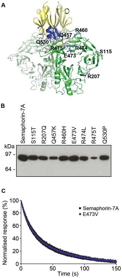 Naturally Occurring Variants In Semaphorin 7a Do Not Affect Mtrap