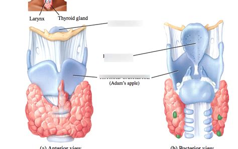 Anatomy Lab Practical 2 Diagram 2 Diagram Quizlet