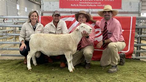 Australia S Top Terminal And Maternal Ram Studs Of Stock