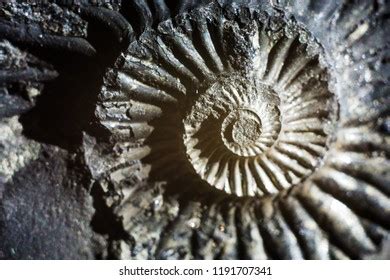 Stone Ammonite Shalagramsewed Fossilized Shell Surrounding Stock Photo