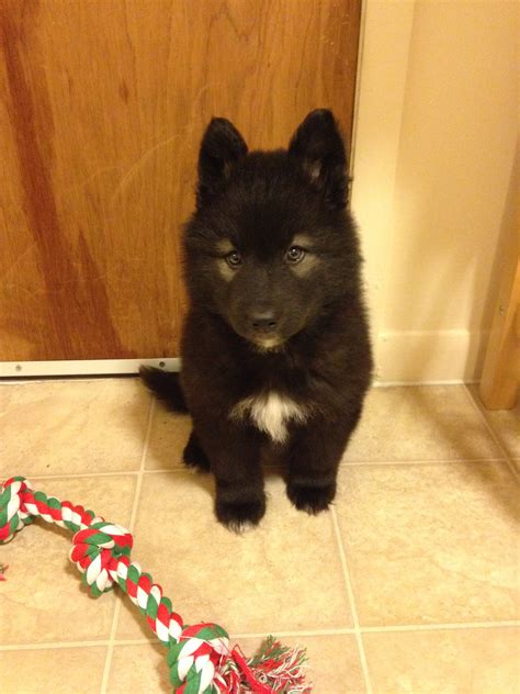 Cute Siberian Husky German Shepherd Mix L Sanpiero