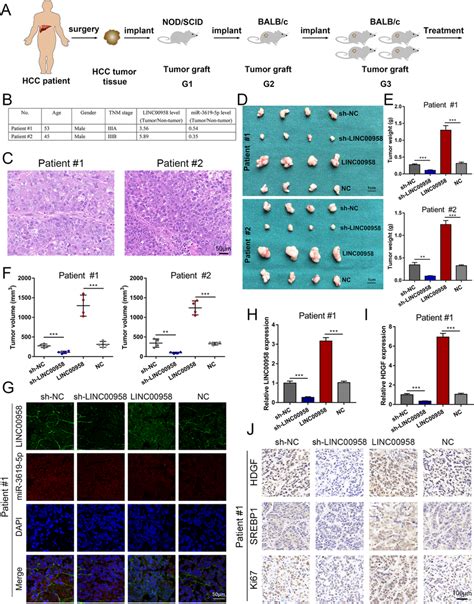 Linc00958 Facilitates Hcc Growth In Vivo A A Graphic Illustration Of