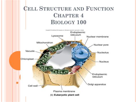 Cell Structure And Function Chapter 4 Biology 100