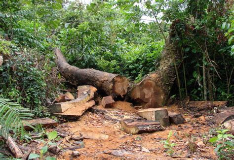 Entenda como deve ser a composição de Reserva Legal de acordo o