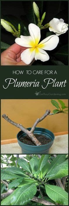 Plumeria Rust Fungus How To Treat Plumeria Plants With Rust Fungus