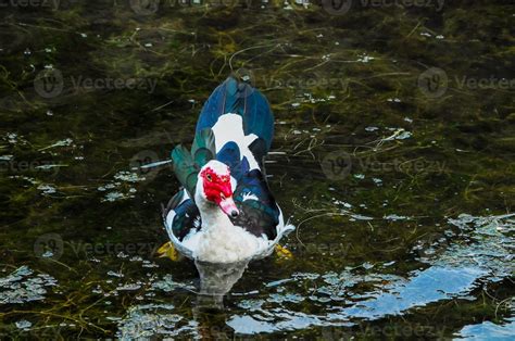 Colorful duck swimming 19914778 Stock Photo at Vecteezy