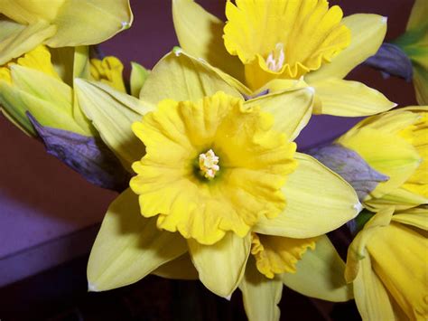 Daffodils with Purple Accents by Book-of-Light-Stock on DeviantArt