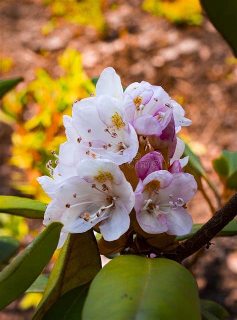 Flor Brilhante E Rica Do Rododendro Planta Sempre Verde Da Montanha