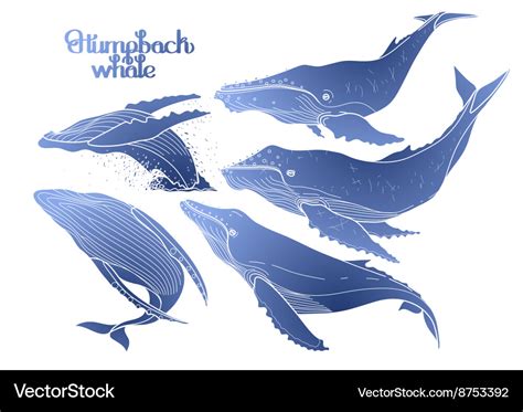 Graphic Humpback Whales Royalty Free Vector Image